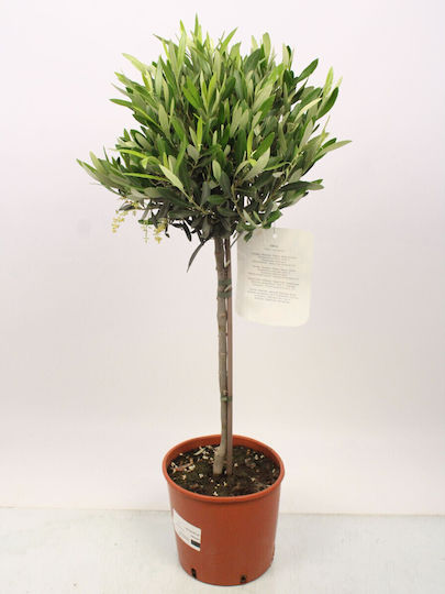 Olive 7lt Height 120cm