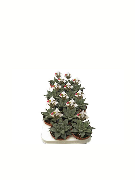 Green Leaf Kaktus