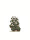 Green Leaf Kaktus