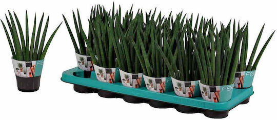 Sukkulente Zimmerpflanze Höhe 25cm SANSEVFAN9