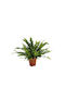 Green Leaf Farn Höhe 35cm