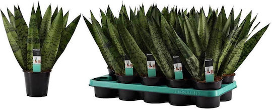 Sansevieria Zeylanica 'fan' 12cm