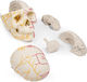 Erler Zimmer Skull/Head Model