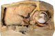 Erler Zimmer Internal Organs Model