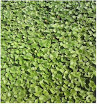 Evotris Dichondra Reppens Seeds Grass Dichondra 1.0kg