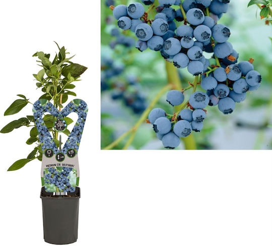 Vaccinium Corymbosum Höhe 150cm