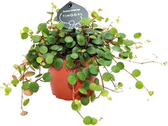 Peperomia Pepperspot 11cm