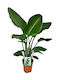 Strelitzia Nicolai 17cm