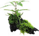 Tropica Ζωντανό Φυτό Ενυδρείου Hygrophila Polysperma
