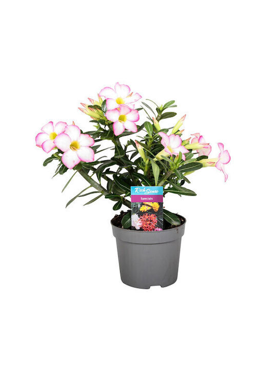 Adenium Obesum Plant