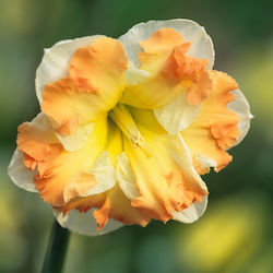 Narcissus Bulb