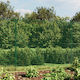 vidaXL Plasă de sârmă Galvanizat cu Îmbrăcăminte din PVC Verde 1.6x10m