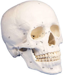 Erler Zimmer Skull/Head Model