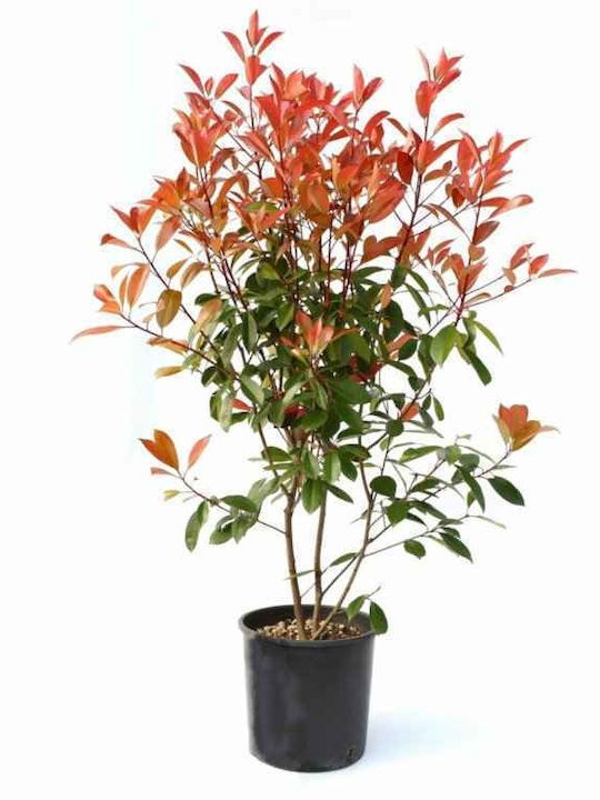 Photinia 4Es