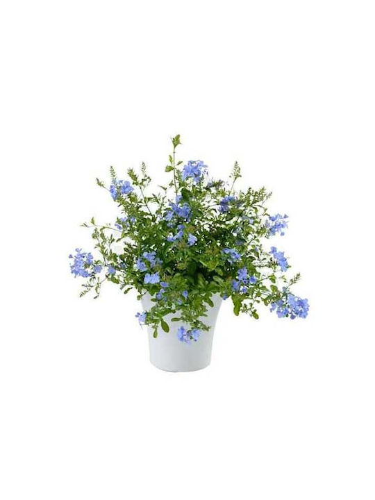 Jasmin (Plumbago oder Blauer Jasmin) 10Es Höhe 80cm