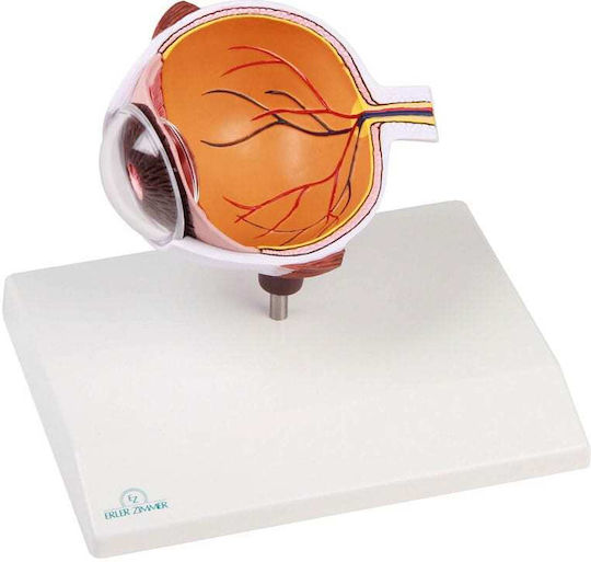 Erler Zimmer Internal Organs Model