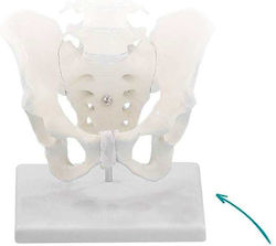 Erler Zimmer Medizinische Trainingsmannequin Anhängsel und Gelenke 4099 Erler Zimmer Medizinische Trainingsmannequin Anhängsel und Gelenke 4099