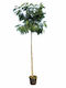 Albizia Julibrissin 13лт