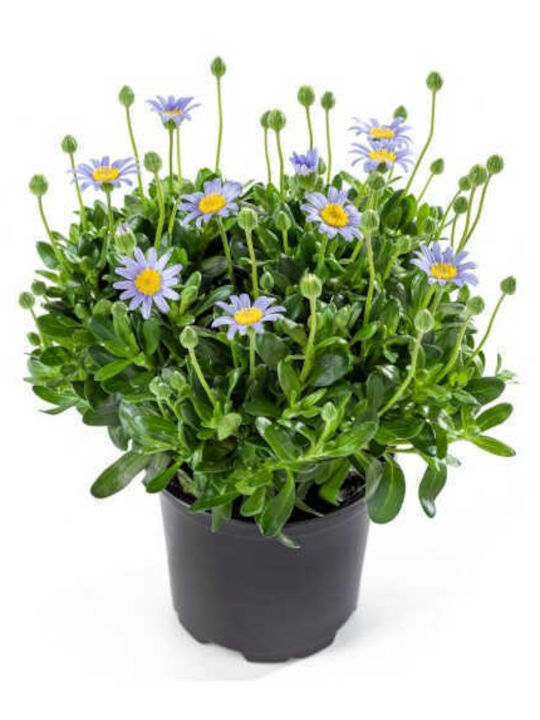FELI-0002-1 Plant Felicia amelloides 2.5lt