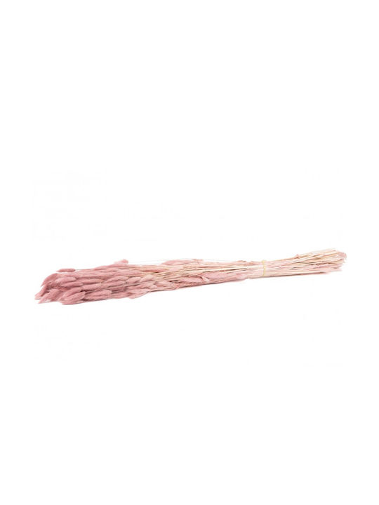 Αποξηραμένο Φυτό Bunny Tails Ροζ 50cm με LED Selected by Pragmatic