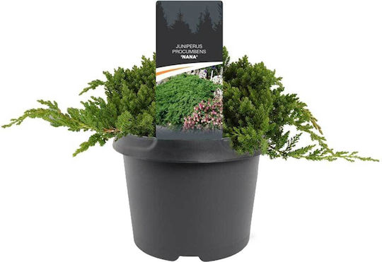 Juniperus Procumbens 'nana' 19cm