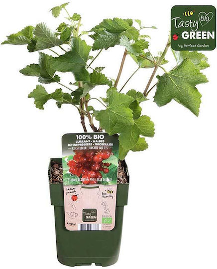 Green Leaf Rote Johannisbeere