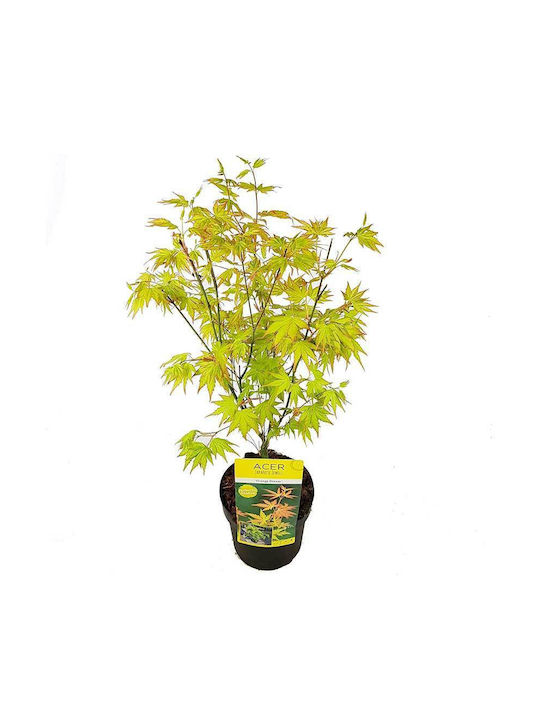 Acer 'orange Dream' 19cm