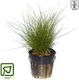 Tropica Lebende Aquariumspflanze Eleocharis