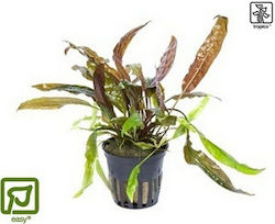 Tropica Lebende Aquariumspflanze Cryptocoryne Nevilli