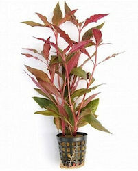 Dennerle Reineckii Alternanthera Live Aquarium Plant