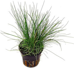 SonGrow Parvula Previously E Acicularis Eleocharis SonGrow Parvula Previously E Acicularis Eleocharis