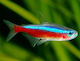 Abyssos Paracheirodon Axelrodi S Aquariumfisch