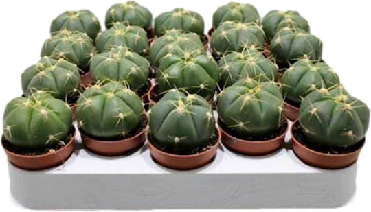 Gymnocalycium Horstii 5.5cm