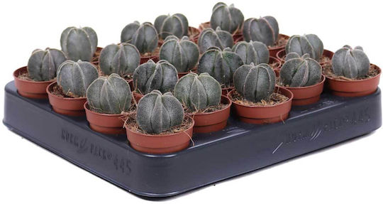 Astrophytum Myriostigma 5.5cm
