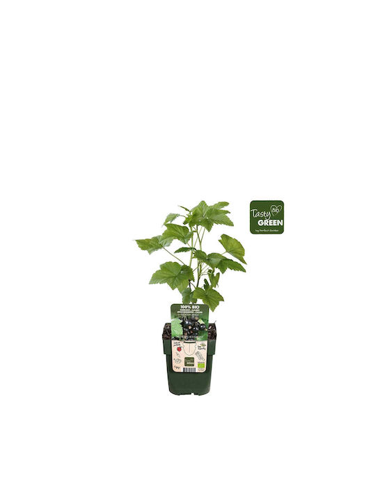 Green Leaf Redcurrant 13cm