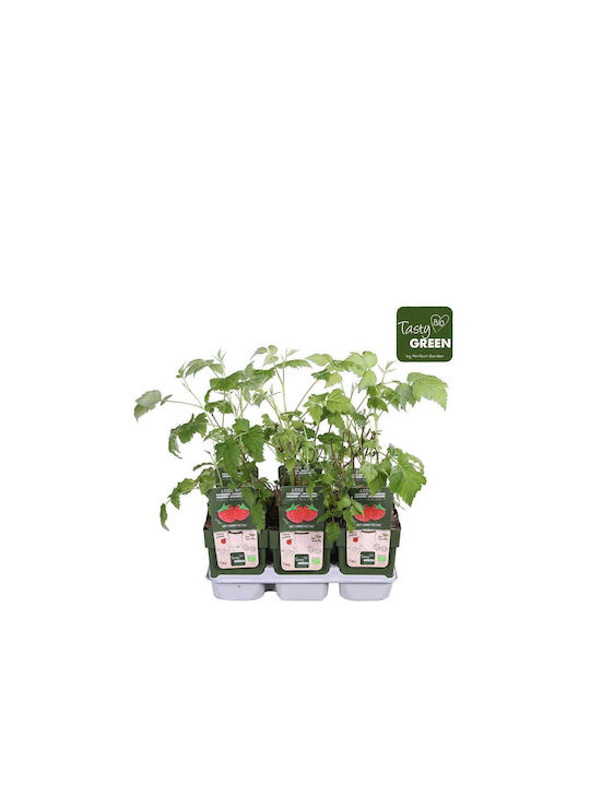 Rubus 'malling Promise' Bio 13cm
