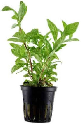 Tropica Lebende Aquariumspflanze Hygrophila polysperma