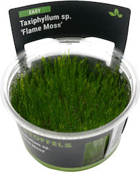 Stoffels Taxiphyllum
