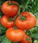 Seeds Tomatoς