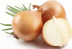 Agrogen F1 Seeds Onion