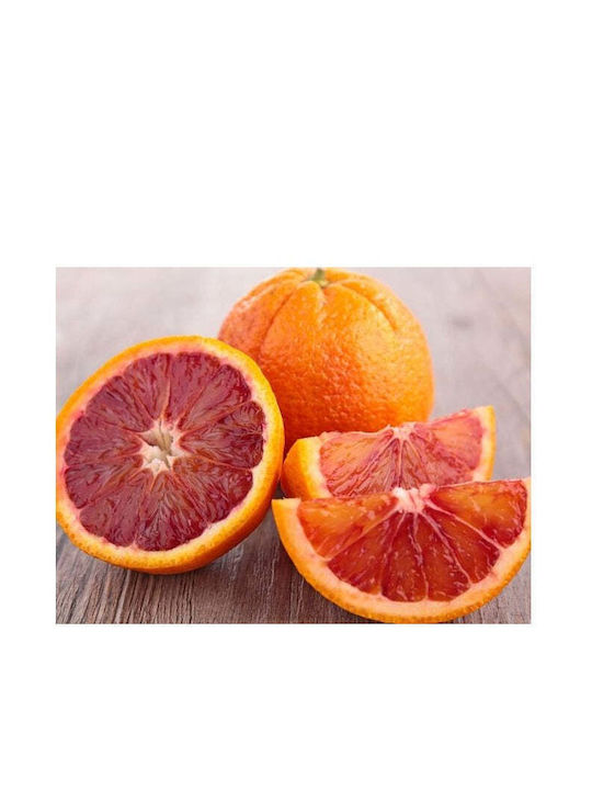 Πορτοκαλιά