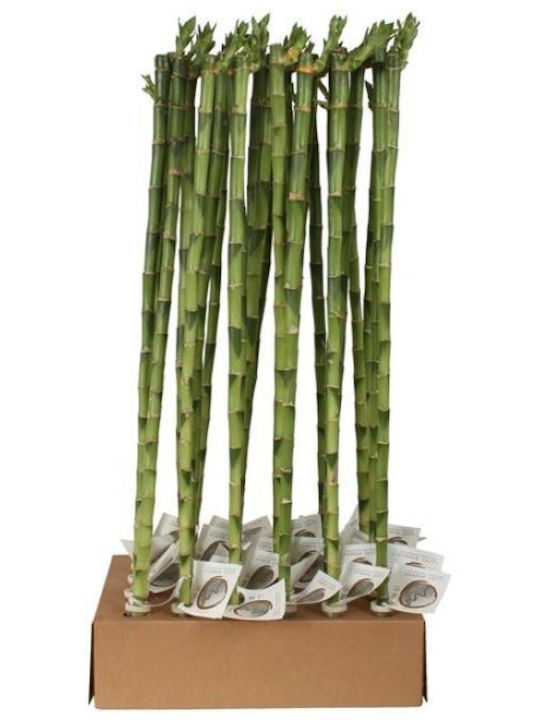 GreenArtStore Bamboo