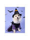 Little Witch Halloween Full Body Dog Clothing 33x35x48cm