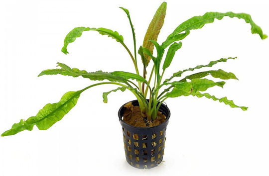 Stoffels S.i Cryptocoryne Nevilli Live Aquarium Plant