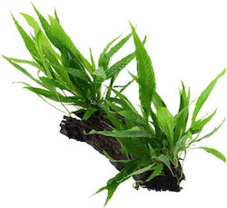 Stoffels Microsorum 105842
