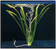 Stoffels Gigantea Ζωντανό Φυτό Ενυδρείου Vallisneria Αmericana Vallisneria