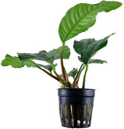 Tropica Anubias Βarteri Live Aquarium Plant