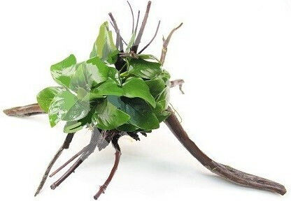 Dennerle On Spiderwood Ζωντανό Φυτό Ενυδρείου Anubias Nana