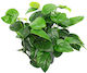 Anubias Barteri Var Barteri Anubias Βarteri Live Aquarium Plant