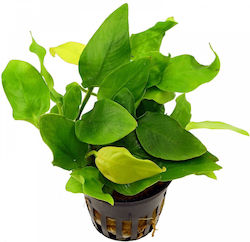 Anubias Barteri Var Anubias Βarteri